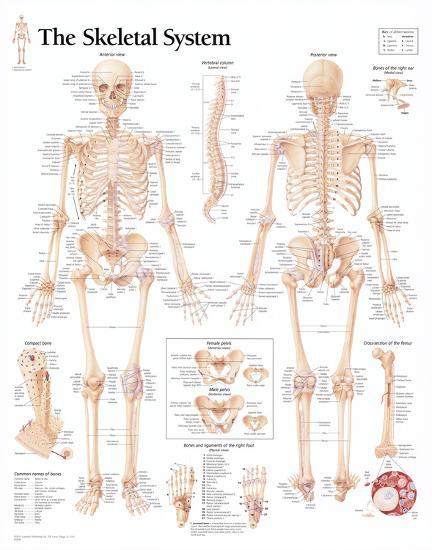 Poster, , large