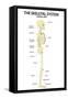 The Skeletal System Lateral View Education Science Print Poster-null-Framed Stretched Canvas