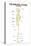 The Skeletal System Lateral View Education Science Print Poster-null-Stretched Canvas