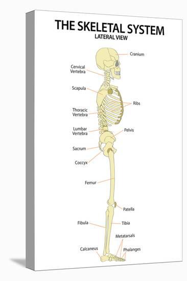 The Skeletal System Lateral View Education Science Print Poster-null-Stretched Canvas