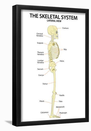 The Skeletal System Lateral View Education Science Print Poster-null-Framed Poster