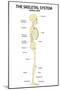 The Skeletal System Lateral View Education Science Print Poster-null-Mounted Poster