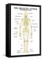 The Skeletal System Posterior View Anatomical Chart Scientific Poster Print-null-Framed Stretched Canvas