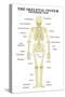 The Skeletal System Posterior View Anatomical Chart Scientific Poster Print-null-Stretched Canvas