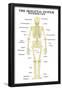 The Skeletal System Posterior View Anatomical Chart Scientific Poster Print-null-Framed Poster