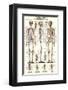 The Skeletal System-null-Framed Premium Giclee Print