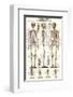 The Skeletal System-null-Framed Premium Giclee Print