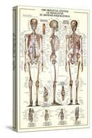 The Skeletal System-null-Stretched Canvas