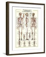 The Skeletal System-null-Framed Art Print