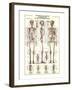 The Skeletal System-null-Framed Art Print