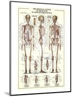 The Skeletal System-null-Mounted Art Print