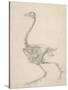 The Skeleton of a Fowl-George Stubbs-Stretched Canvas