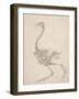 The Skeleton of a Fowl-George Stubbs-Framed Giclee Print