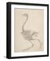 The Skeleton of a Fowl-George Stubbs-Framed Giclee Print