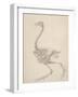 The Skeleton of a Fowl-George Stubbs-Framed Giclee Print