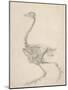 The Skeleton of a Fowl-George Stubbs-Mounted Giclee Print