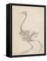 The Skeleton of a Fowl-George Stubbs-Framed Stretched Canvas