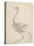 The Skeleton of a Fowl-George Stubbs-Stretched Canvas