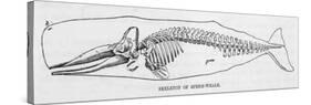 The Skeleton of a Sperm Whale-null-Stretched Canvas