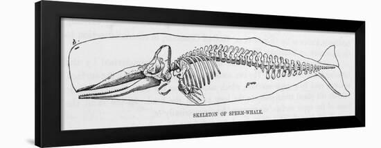 The Skeleton of a Sperm Whale-null-Framed Art Print
