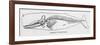 The Skeleton of a Sperm Whale-null-Framed Art Print