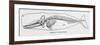 The Skeleton of a Sperm Whale-null-Framed Premium Giclee Print