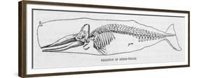 The Skeleton of a Sperm Whale-null-Framed Premium Giclee Print