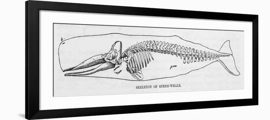 The Skeleton of a Sperm Whale-null-Framed Premium Giclee Print