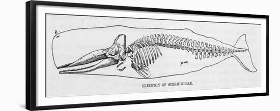 The Skeleton of a Sperm Whale-null-Framed Premium Giclee Print