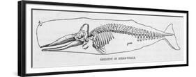 The Skeleton of a Sperm Whale-null-Framed Premium Giclee Print