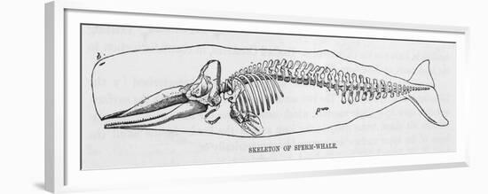 The Skeleton of a Sperm Whale-null-Framed Premium Giclee Print