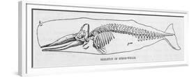 The Skeleton of a Sperm Whale-null-Framed Premium Giclee Print