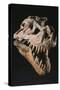 The Skull of T- Rex Sue on Exhibition at the Field Museum, Chicago.-Ira Block-Stretched Canvas