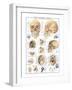 The Skull-null-Framed Premium Giclee Print