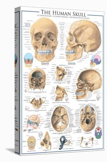 The Skull-null-Stretched Canvas