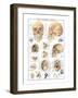 The Skull-null-Framed Art Print