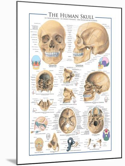 The Skull-null-Mounted Art Print