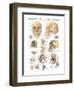 The Skull-null-Framed Art Print