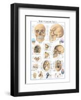 The Skull-null-Framed Art Print