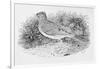 The Skylark-Thomas Bewick-Framed Giclee Print