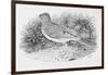 The Skylark-Thomas Bewick-Framed Giclee Print