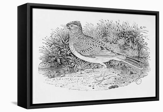 The Skylark-Thomas Bewick-Framed Stretched Canvas