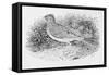 The Skylark-Thomas Bewick-Framed Stretched Canvas