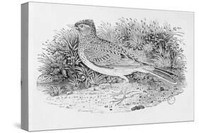 The Skylark-Thomas Bewick-Stretched Canvas