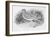 The Skylark-Thomas Bewick-Framed Giclee Print