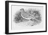 The Skylark-Thomas Bewick-Framed Giclee Print