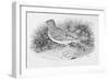 The Skylark-Thomas Bewick-Framed Giclee Print