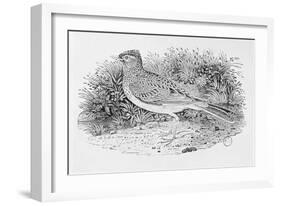 The Skylark-Thomas Bewick-Framed Giclee Print