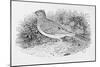 The Skylark-Thomas Bewick-Mounted Giclee Print