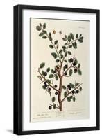 The Sloe Tree, Plate 494 from 'The Curious Herbal', Published 1782-Elizabeth Blackwell-Framed Giclee Print